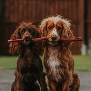 Anco Naturals Giant Pizzle Stick