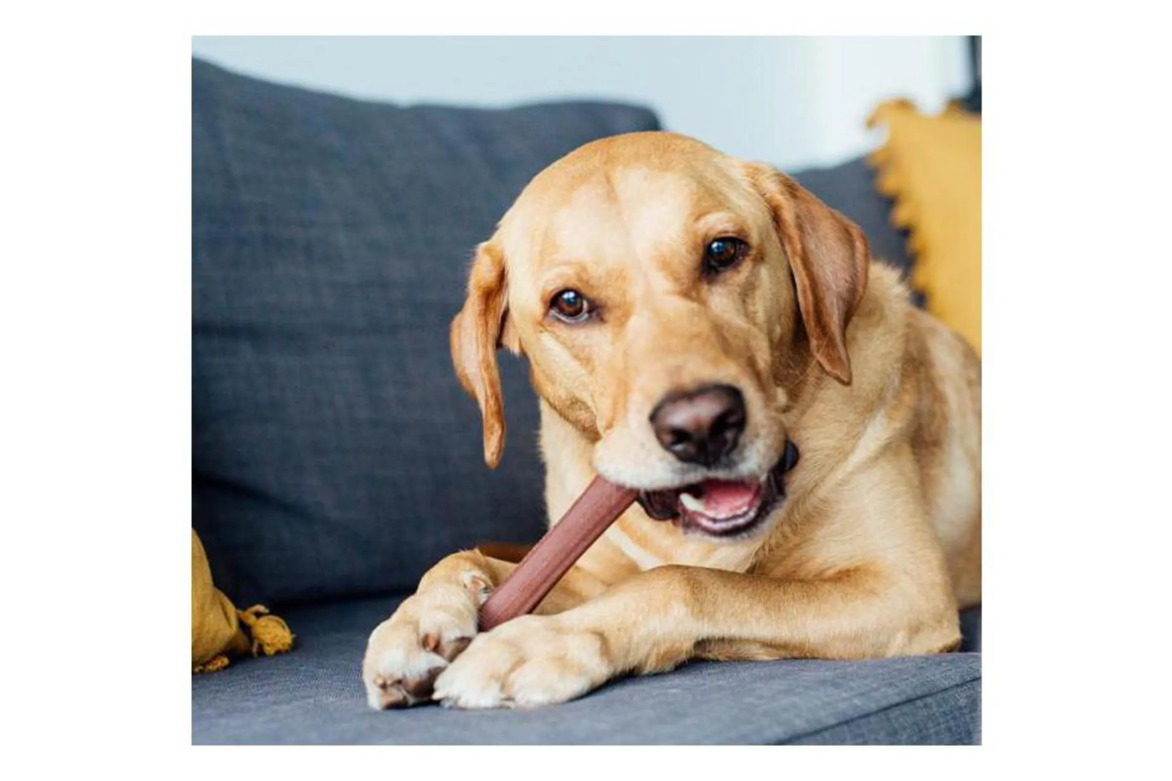Bully Chew