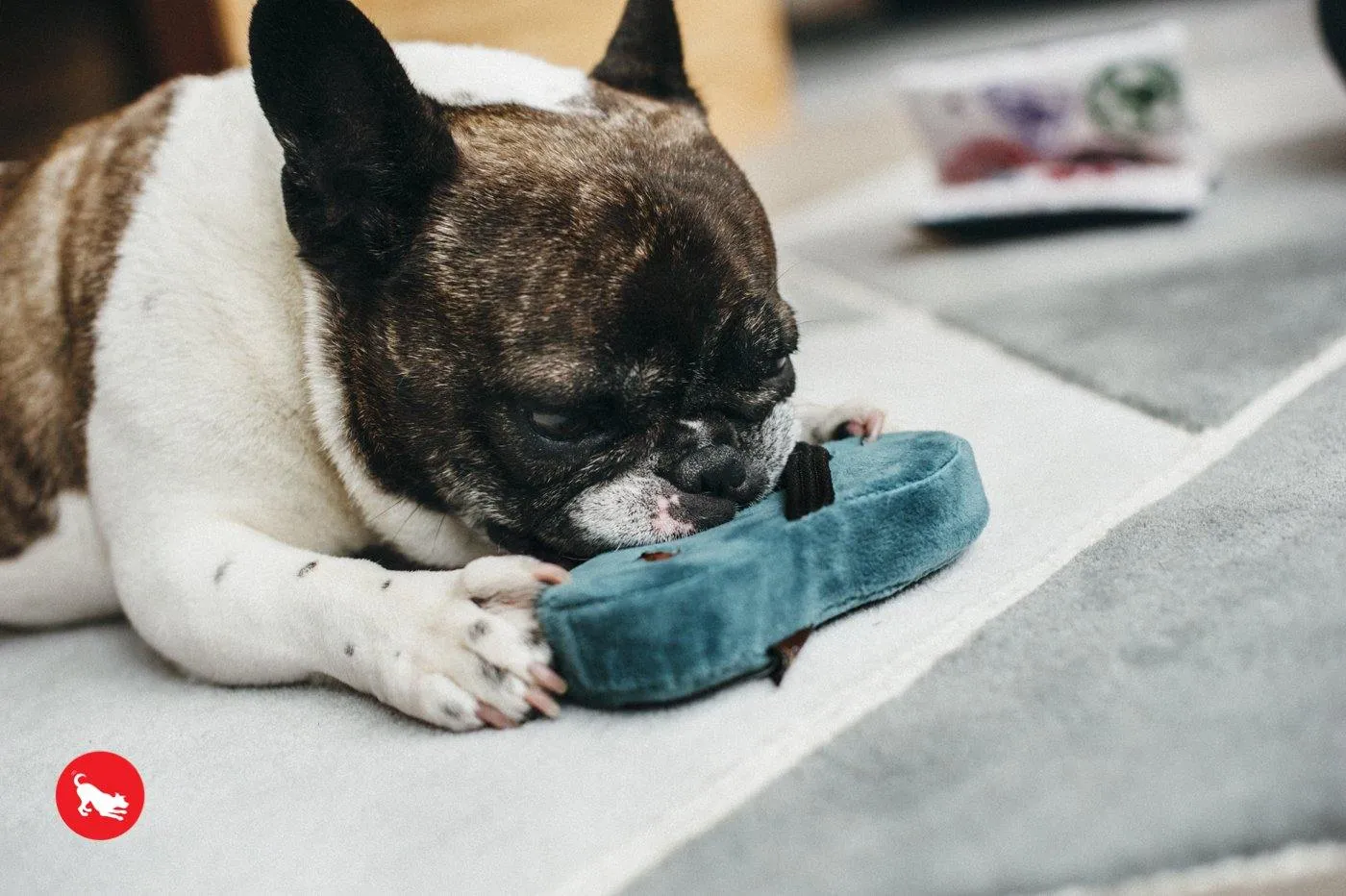Dog Plush Toy - Globetrotter Collection