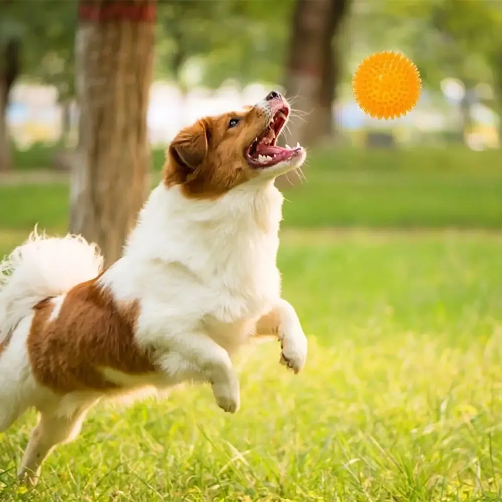 Durable Elastic Teeth Cleaning Squeak Chew Dog Ball Toy for Small, Medium, and Large Dog