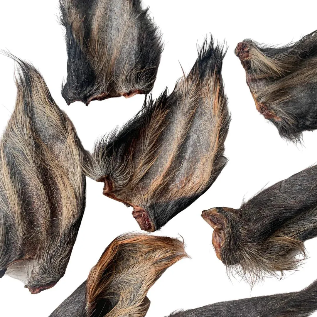 Harley's Furry Buffalo Ear